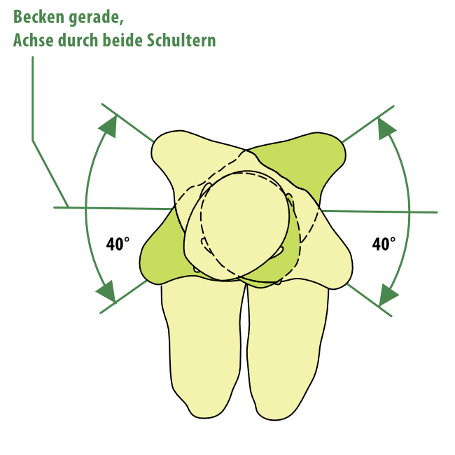 wirbelsaule beweglichkeit rotation