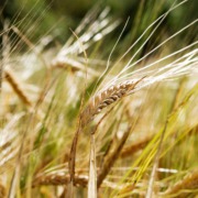 wheat background 1