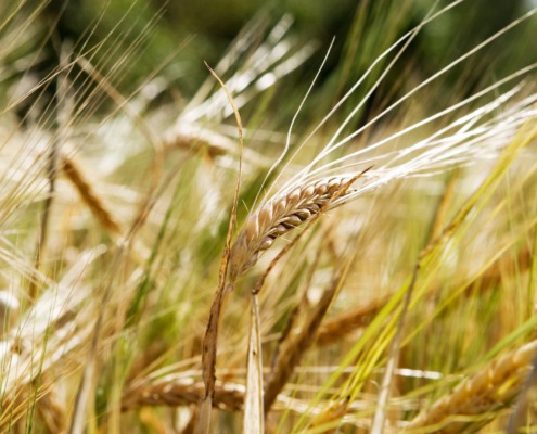 Entry with Audio 3 wheat background 1