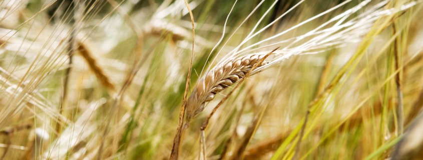 wheat background 1